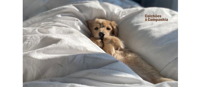 Dormir com o cão ou gato na cama: Sim ou Não? O impacto no seu sono e no seu colchão
